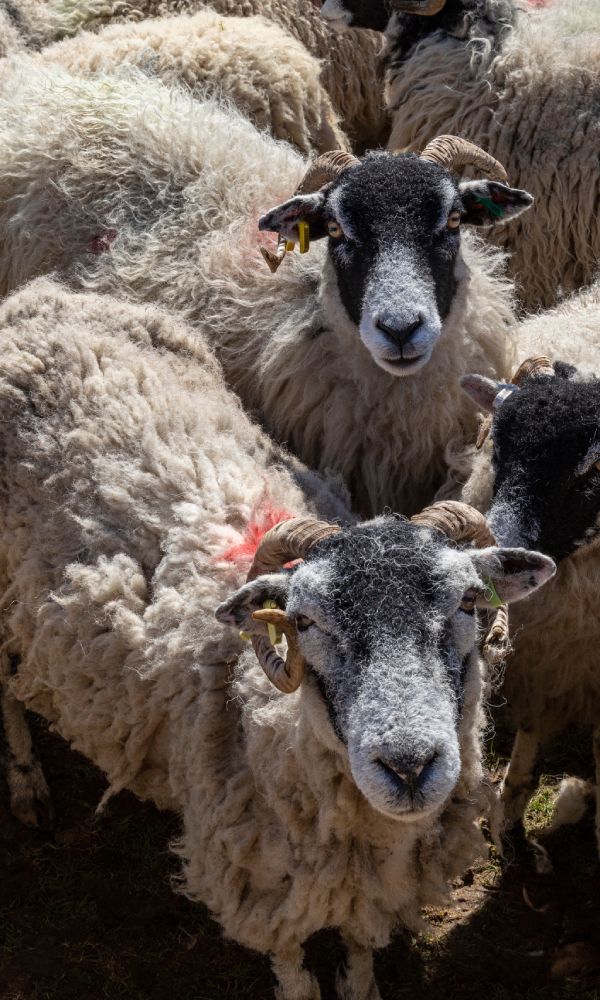 Helal Et - PORTFÖY - 06